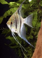 Pterophyllum sccalara sp.Guyana2